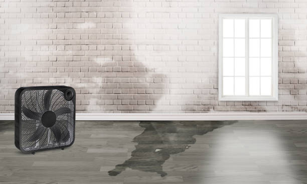 Best Water damage restoration near me  in Tubac, AZ